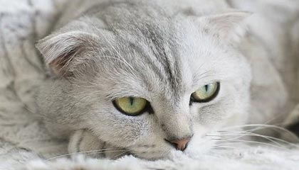 爱游戏-华夏幸福客场惨败，积分榜排名下滑步伐明显，华夏幸福球员名单照片