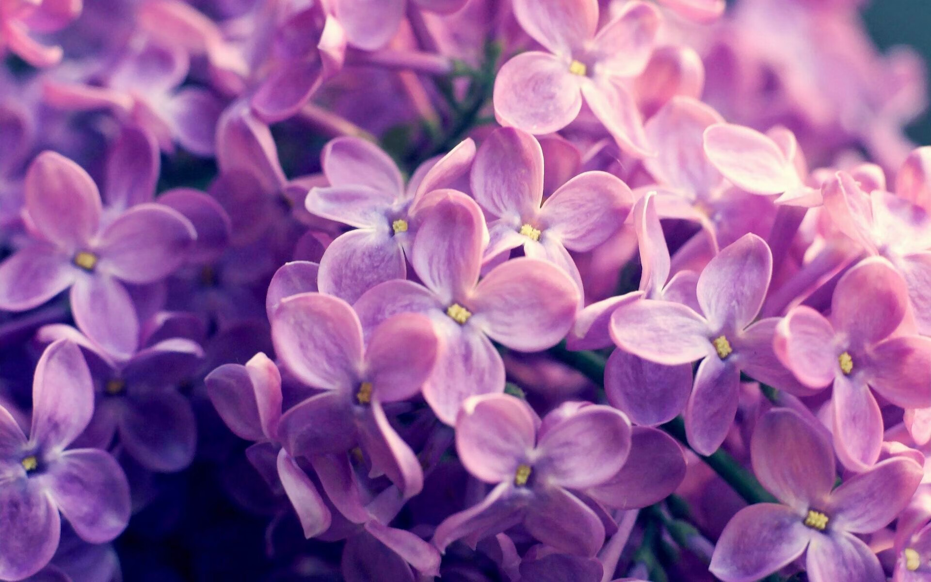 未来新秀:今年最有潜力冲击MVP的年轻天才,未来nba新秀