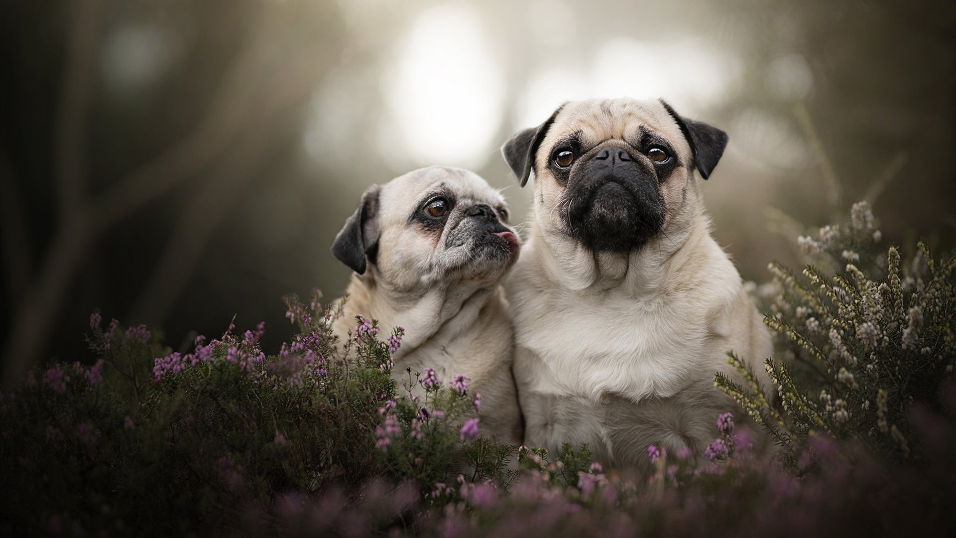 炉石传说 新版本卡牌引爆比赛，炉石传说爆牌卡组