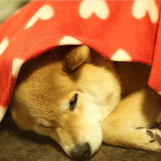 英格兰众志成城,战胜舆论压力,英格兰恪尽职守