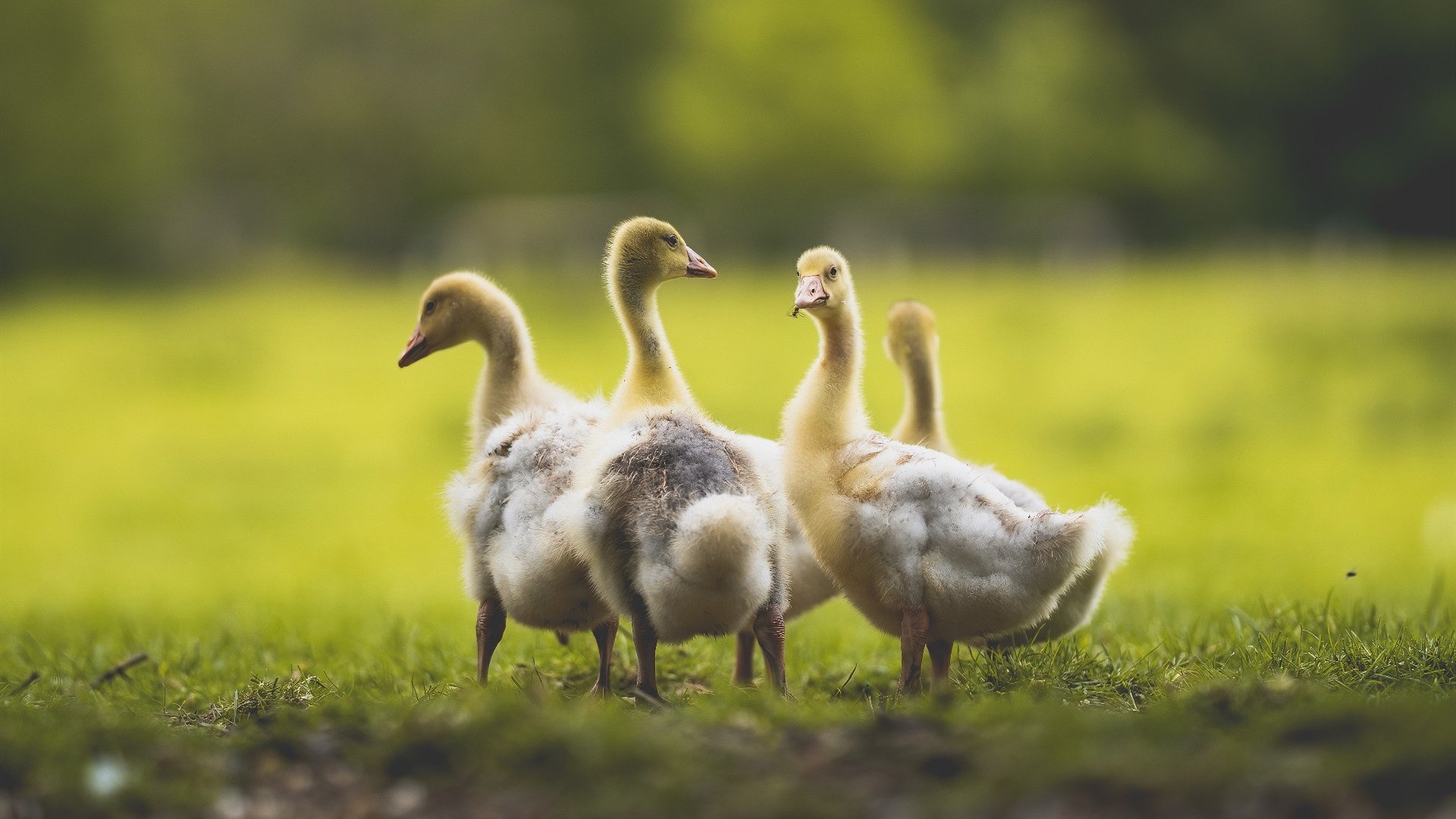 爱游戏游戏平台-莱比锡红牛硬战弗赖堡，德甲前五名排名再调整，德甲莱比锡红牛很强吗
