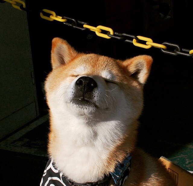 高速逃逸：车手如何在瞬间作出决策？，高速公路逃逸