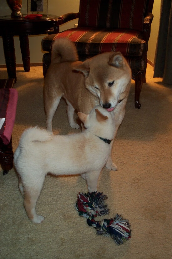 KPL战队阵容调整动态,kpl战队变动