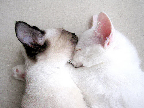 中国足球文化传播力度加强，从中国传统文化看中国足球 利与弊