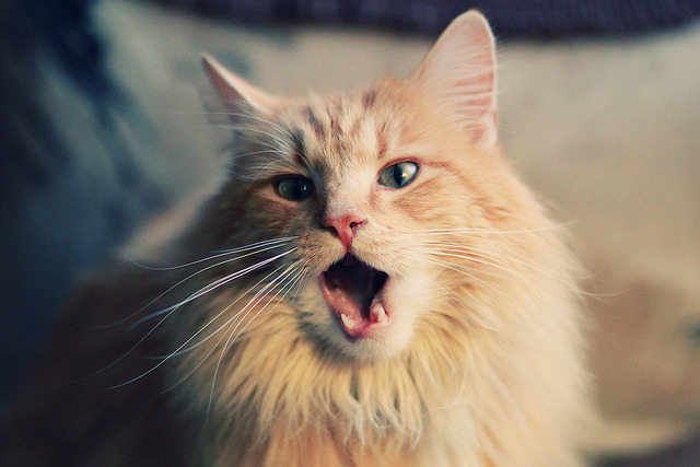 亚洲杯赛揭幕！澳大利亚女队迎战泰国，双方对决，澳大利亚女足亚洲杯