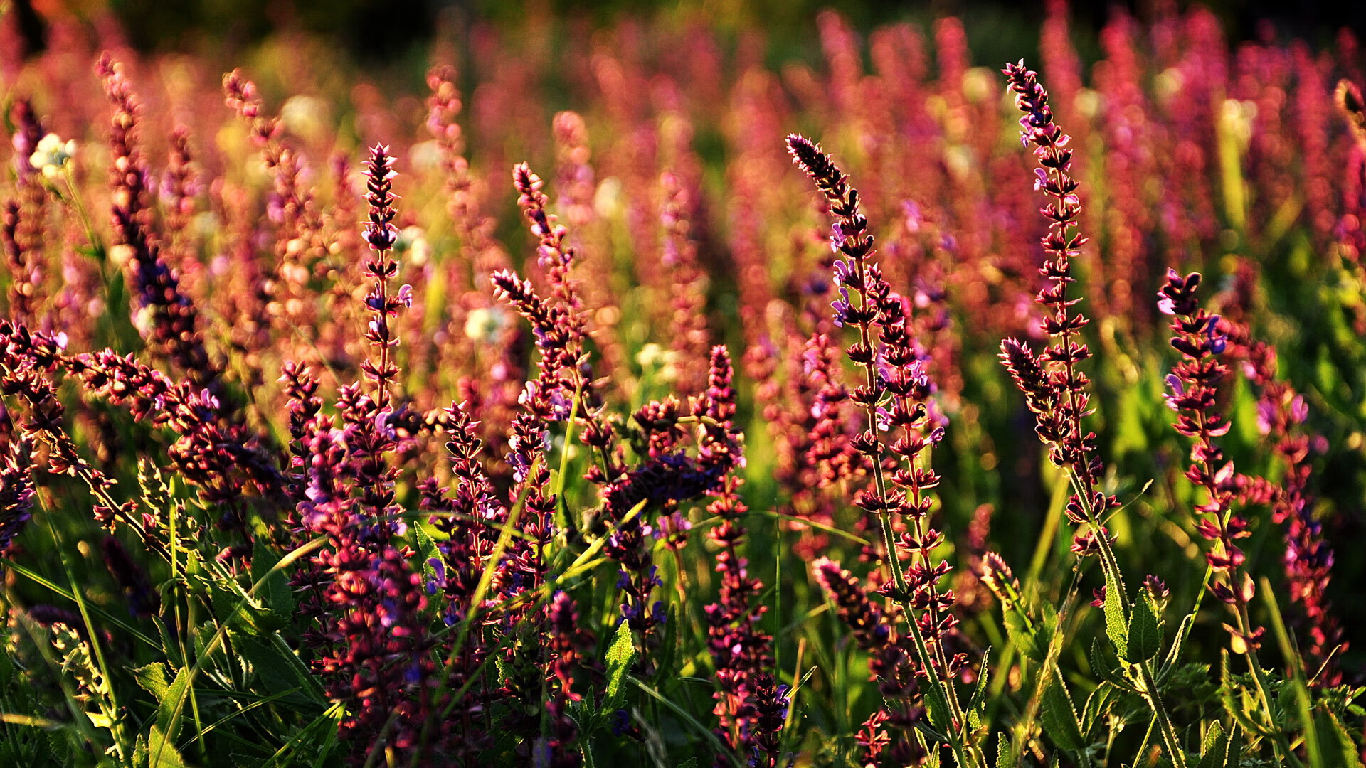 凯撒酋长与欧洲俱乐部达成友谊赛协议，凯撒足球员