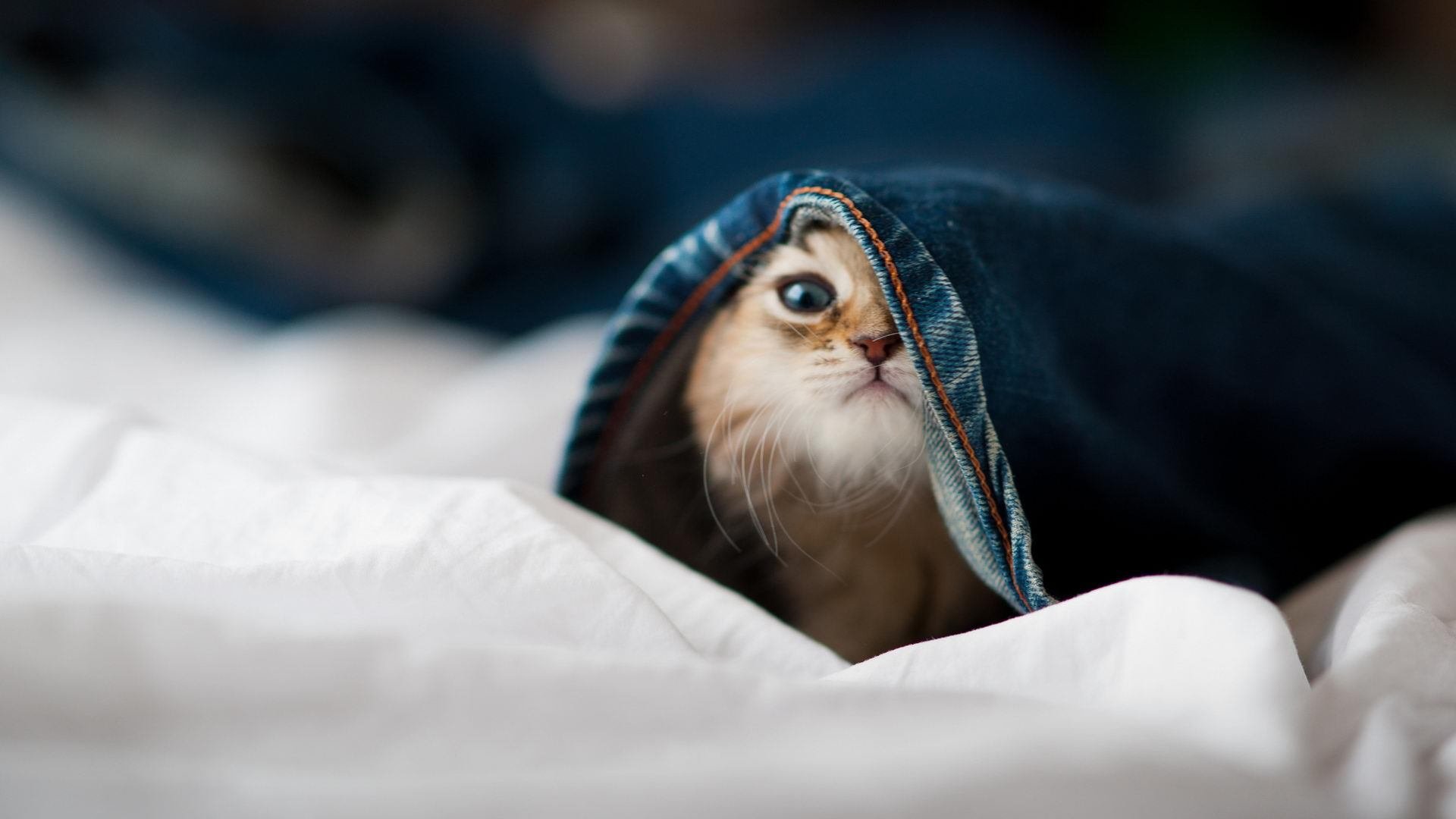 凯撒酋长与欧洲俱乐部达成友谊赛协议，凯撒足球员