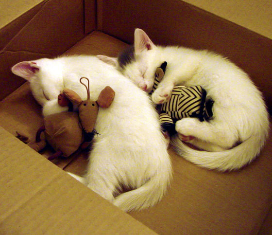 勇士队官方宣布考辛斯将伤愈复出，勇士考辛斯去哪了