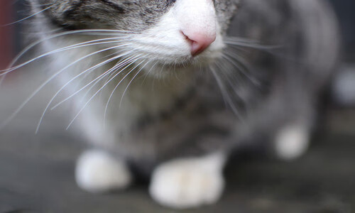 密尔沃尔主场平局,保级压力不减,密尔沃基球馆