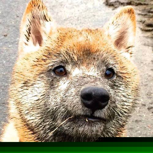 曼联小将获提拔，成为球队新希望，曼联新人