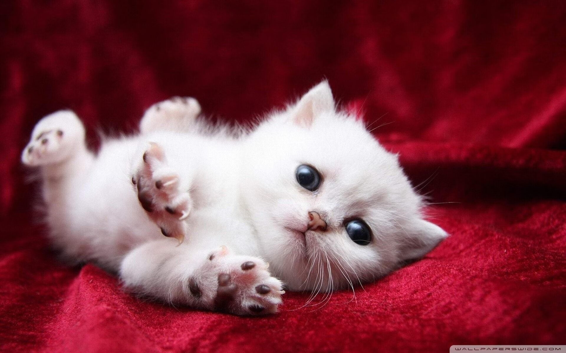 格鲁吉亚国家队集结备战欧预赛，备战全力，格鲁吉亚足球联赛