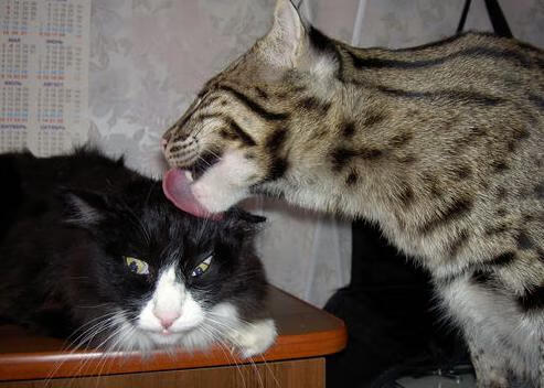 爱游戏-杭州绿城球员在比赛中展现实力，赢得尊重，杭州绿城足球队官网