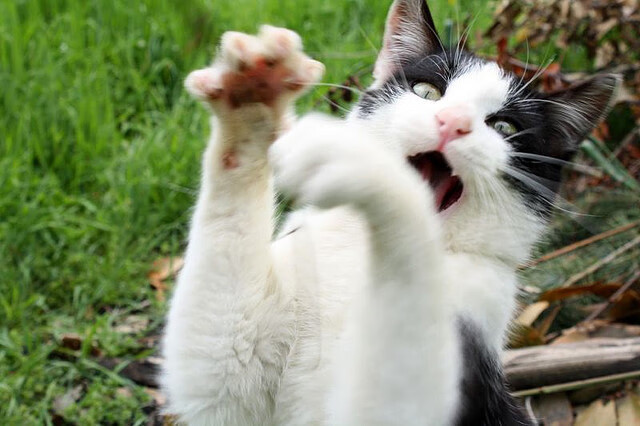 中国青少年篮球政策落实与效果评估，中国青少年篮球技能等级认证中心官网